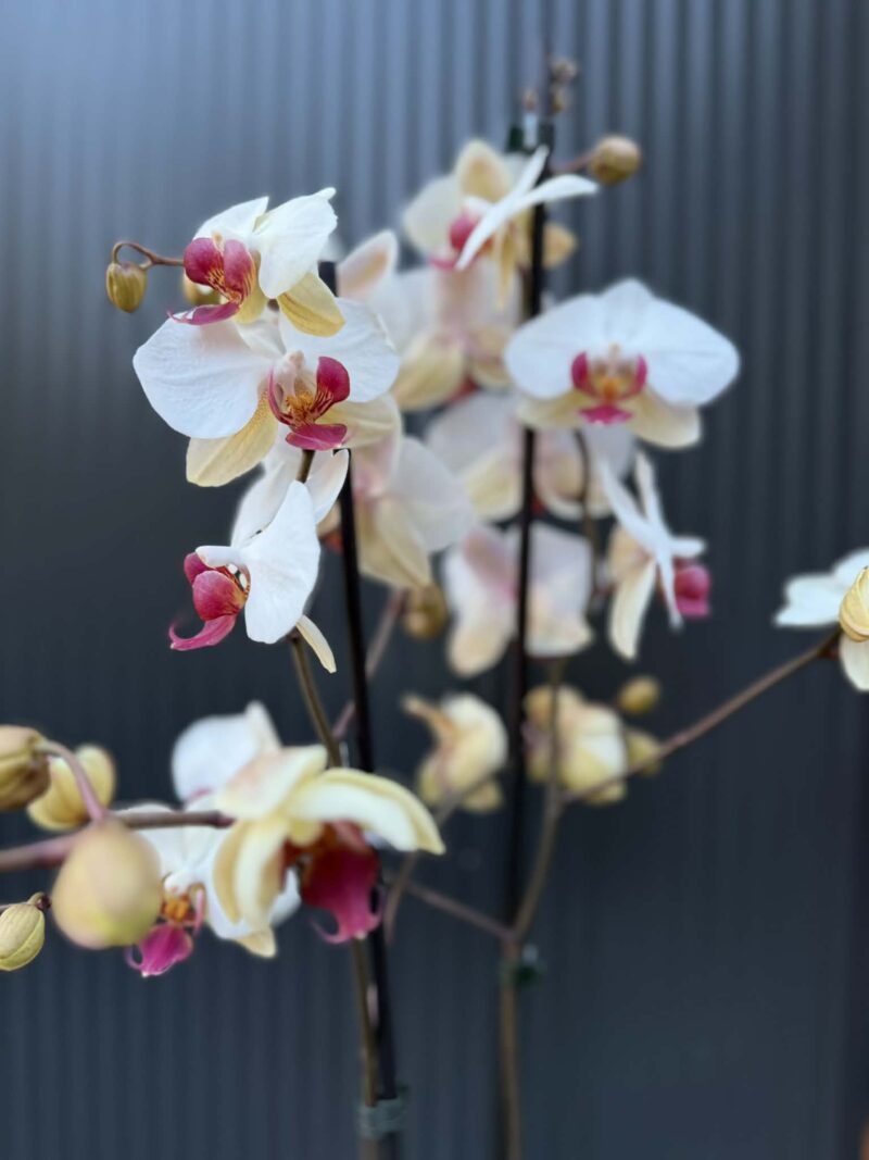 Phalaenopsis Limited 23