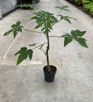 Ficus carica ‘Papaya’ | Figowiec jadalny