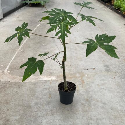 Ficus carica ‘Papaya’ | Figowiec jadalny