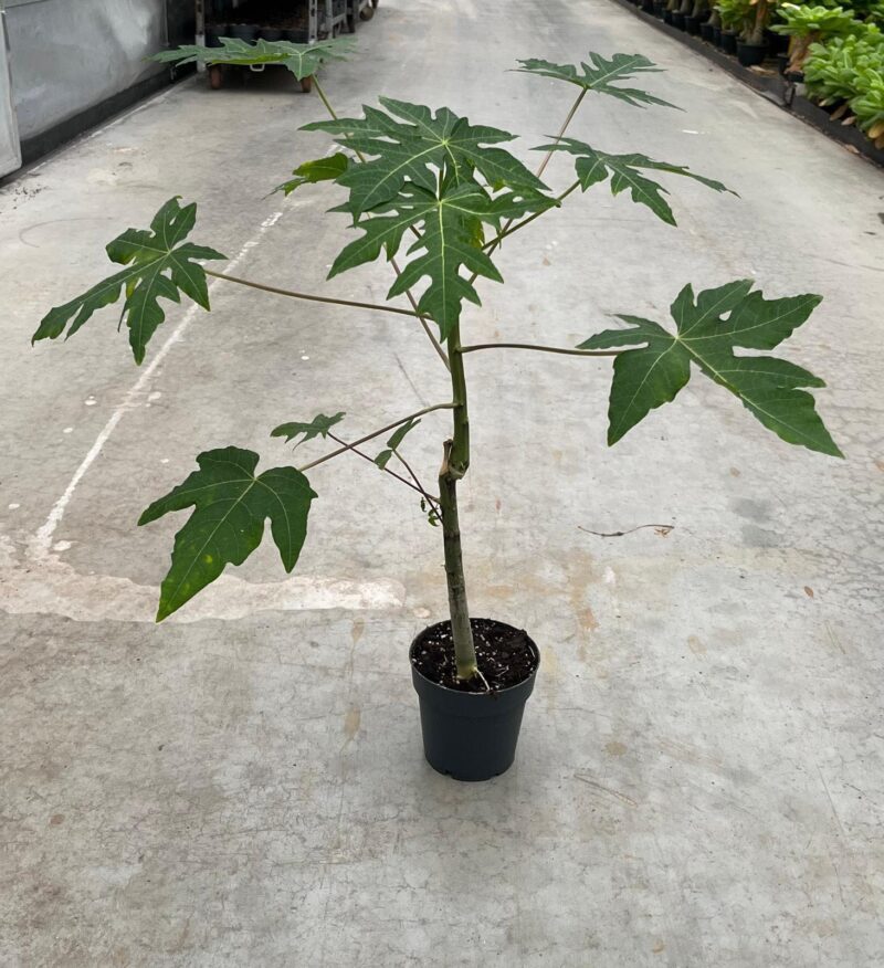 Ficus carica ‘Papaya’ | Figowiec jadalny