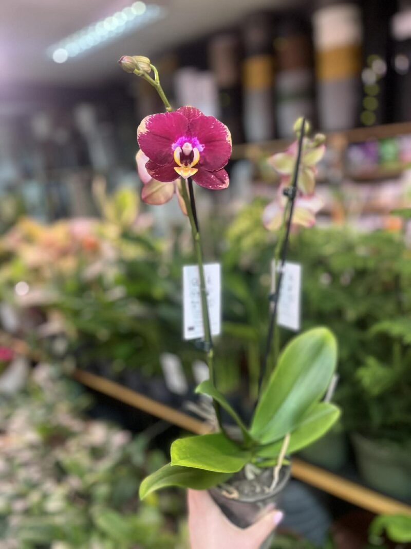 Phalaenopsis Bad Candy | Storczyk