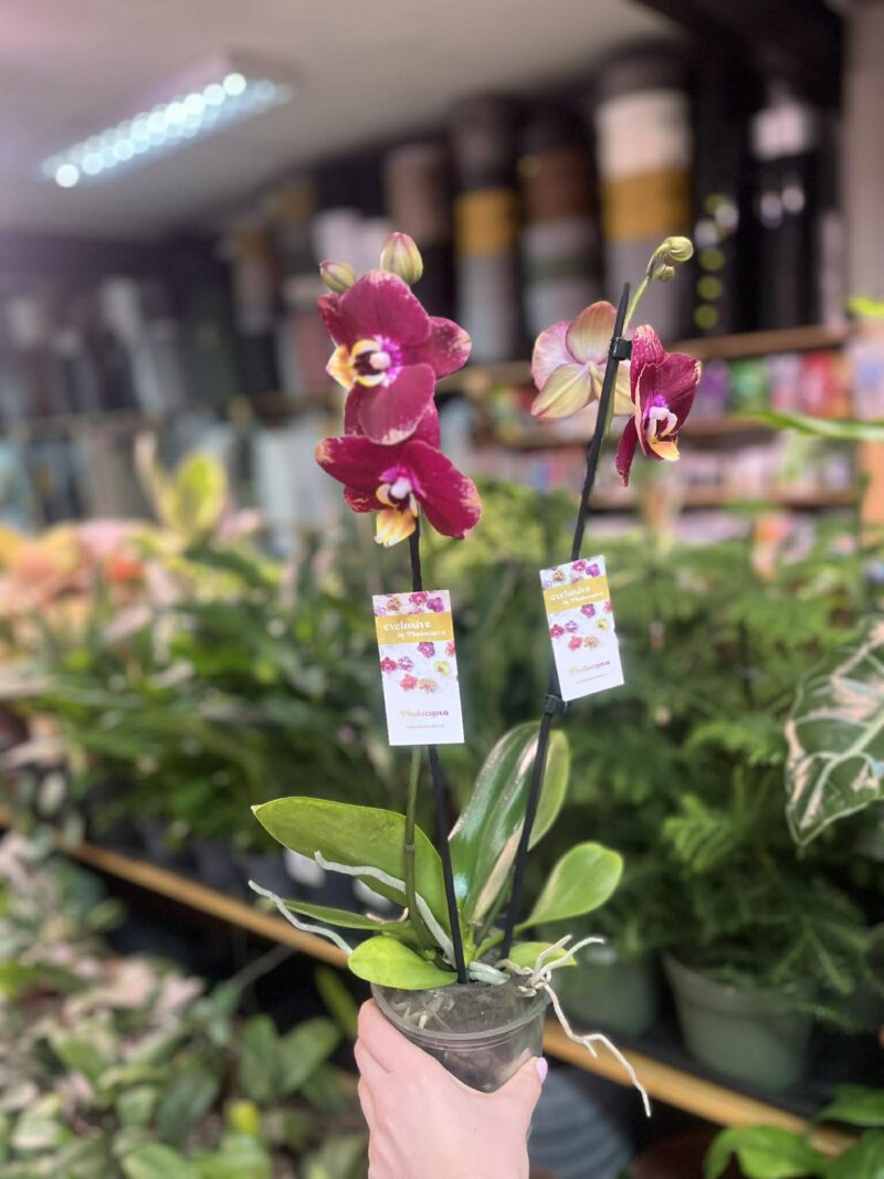 Phalaenopsis Bad Candy | Storczyk