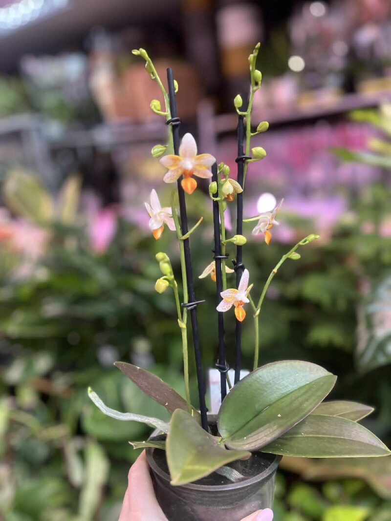 Phalaenopsis Mini Mark | Storczyk kolekcjonerski