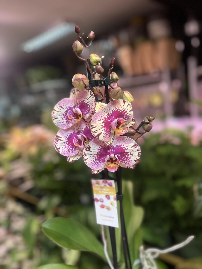 Phalaenopsis Golden Art | Storczyk
