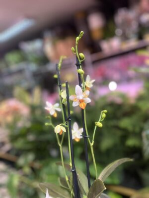 Phalaenopsis Mini Mark | Storczyk kolekcjonerski
