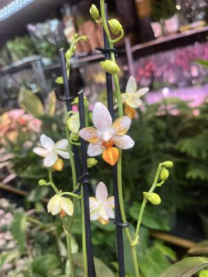 Phalaenopsis Mini Mark | Storczyk kolekcjonerski