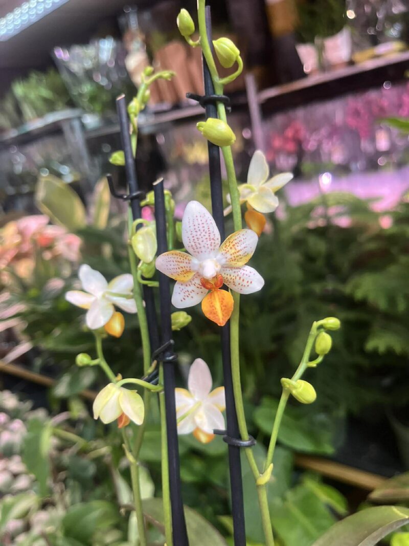 Phalaenopsis Mini Mark | Storczyk kolekcjonerski