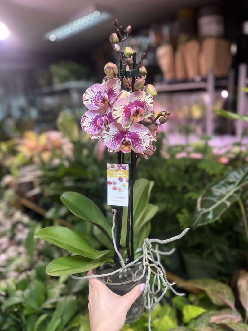 Phalaenopsis Golden Art | Storczyk