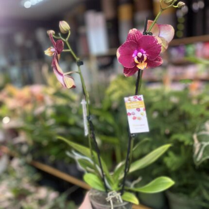 Phalaenopsis Bad Candy | Storczyk