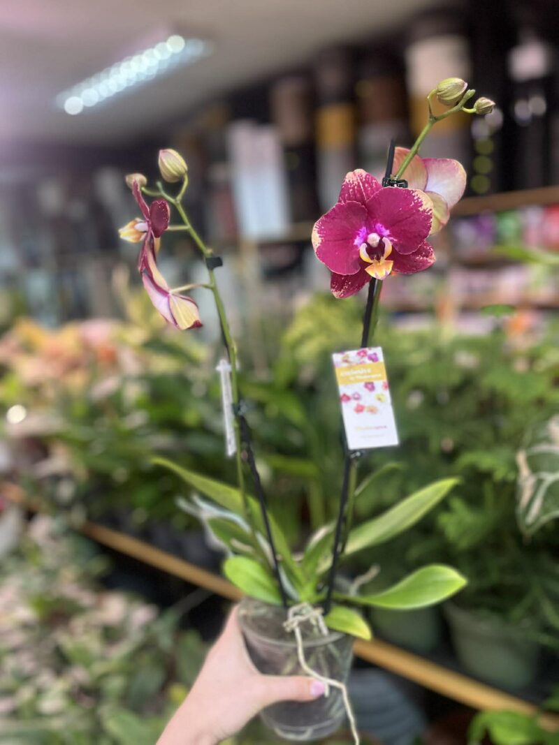 Phalaenopsis Bad Candy | Storczyk