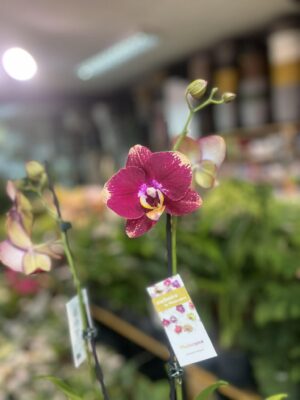 Phalaenopsis Bad Candy | Storczyk