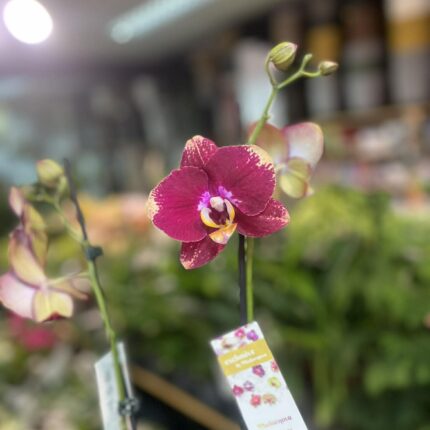 Phalaenopsis Bad Candy | Storczyk