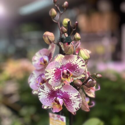 Phalaenopsis Golden Art | Storczyk