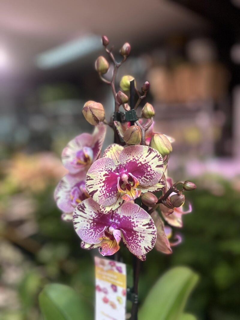 Phalaenopsis Golden Art | Storczyk
