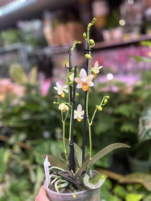 Phalaenopsis Mini Mark | Storczyk kolekcjonerski