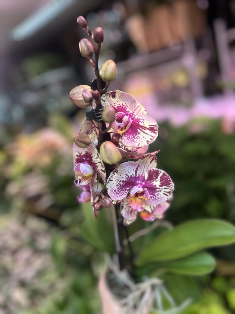 Phalaenopsis Golden Art | Storczyk