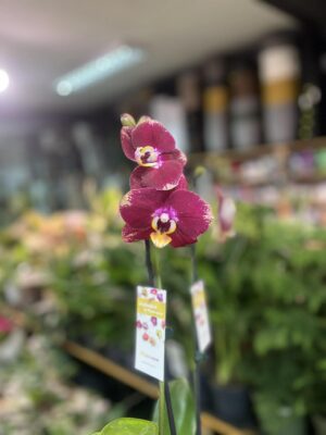 Phalaenopsis Bad Candy | Storczyk