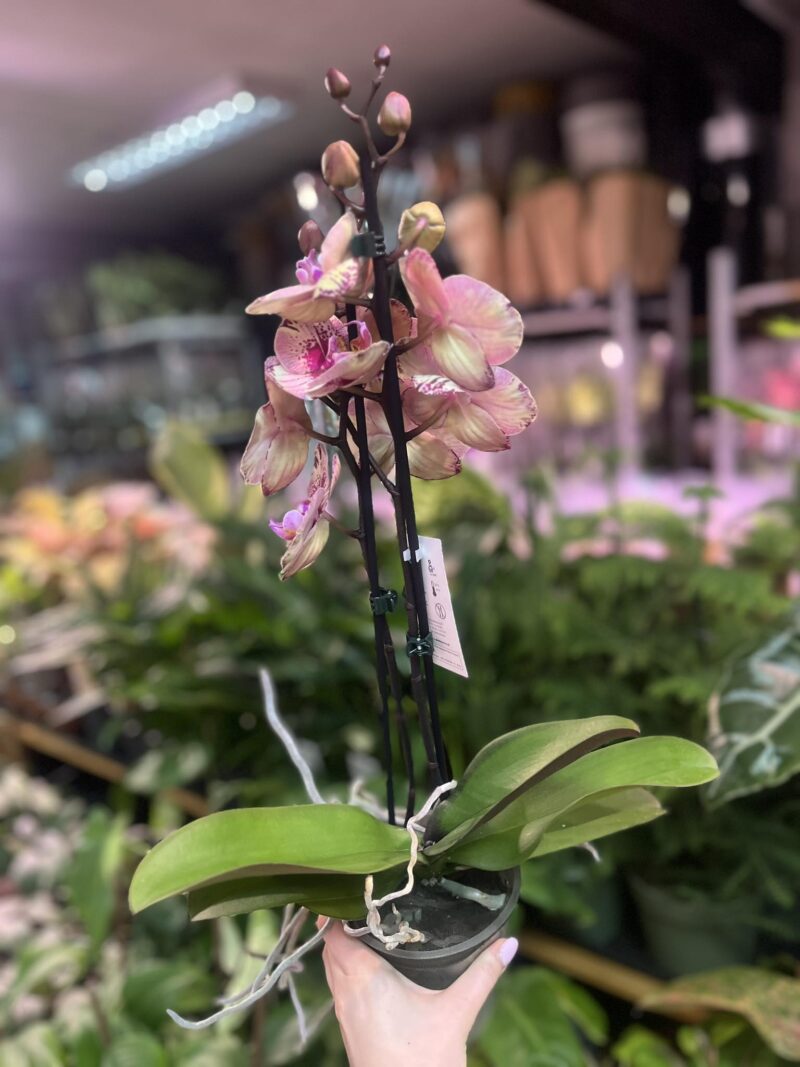 Phalaenopsis Golden Art | Storczyk