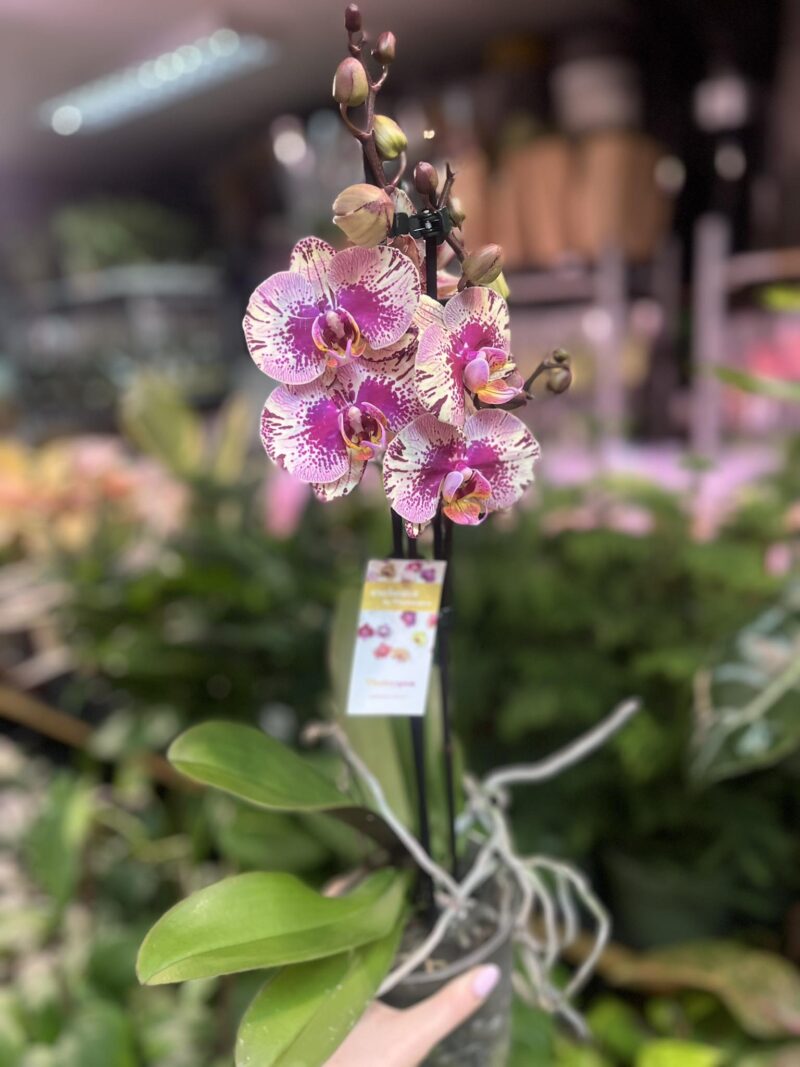 Phalaenopsis Golden Art | Storczyk