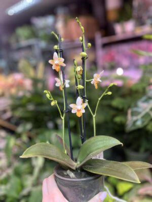 Phalaenopsis Mini Mark | Storczyk kolekcjonerski