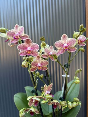 Phalaenopsis Anthura Grosseto | Storczyk