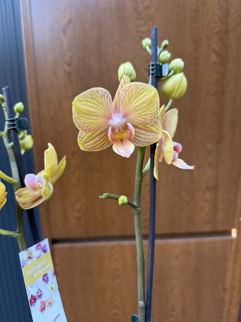 Phalaenopsis Limited 06