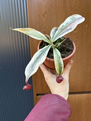 Nepenthes Nepenthes Viking x Ampullaria Variegata