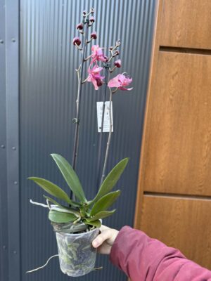 Phalaenopsis Limited 08