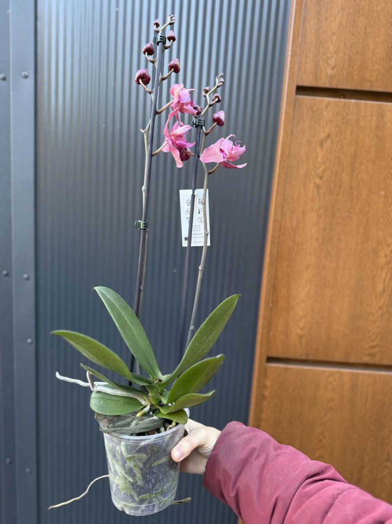 Phalaenopsis Limited 08