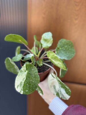 Pilea Peperomioides variegata ‘white sugar splash’ (pieniążek)