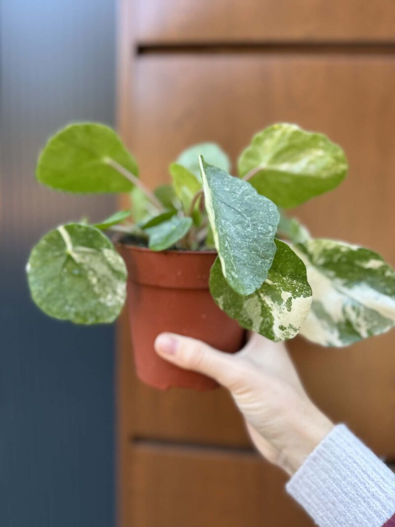 Pilea Peperomioides variegata ‘white sugar splash’ (pieniążek)