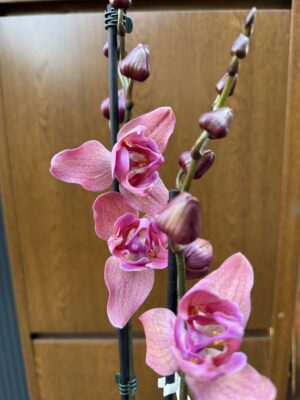 Phalaenopsis Limited 08