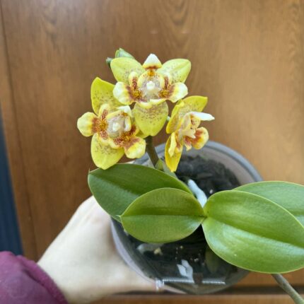 Phalaenopsis (Yaphon Perfume × Brother Sara Gold) ‘Yaphon ES-1’ | Storczyk