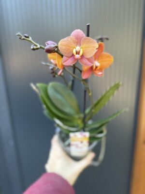 Phalaenopsis Macau | Storczyk