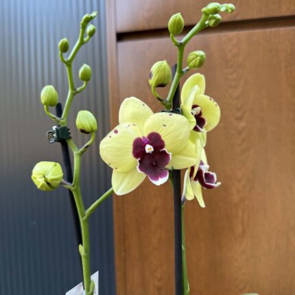 Palaenopsis Talking Drum | Storczyk