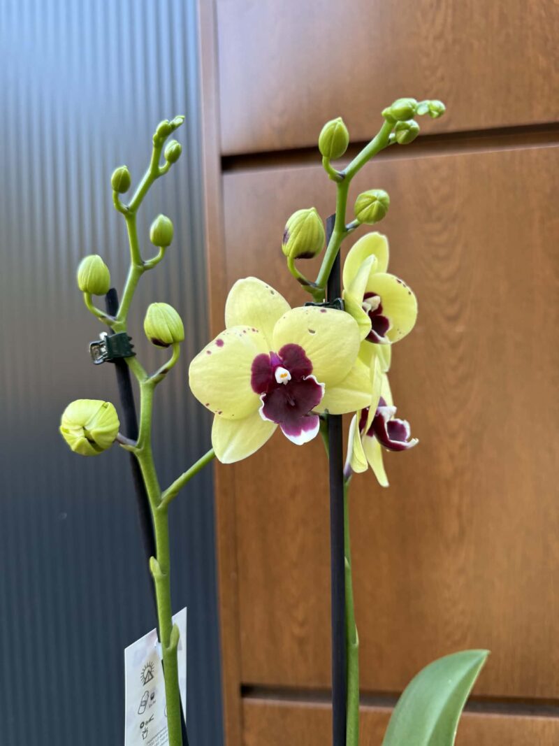 Palaenopsis Talking Drum | Storczyk