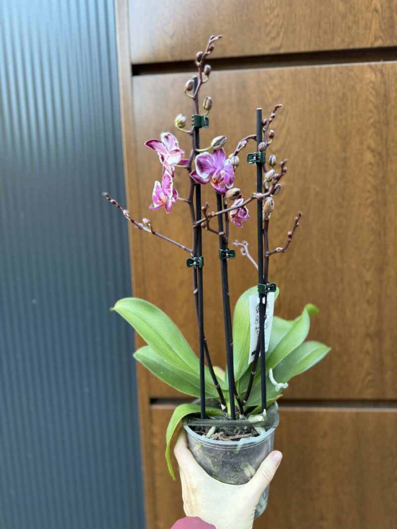 Phalaenopsis Younghome Kaleido | Storczyk
