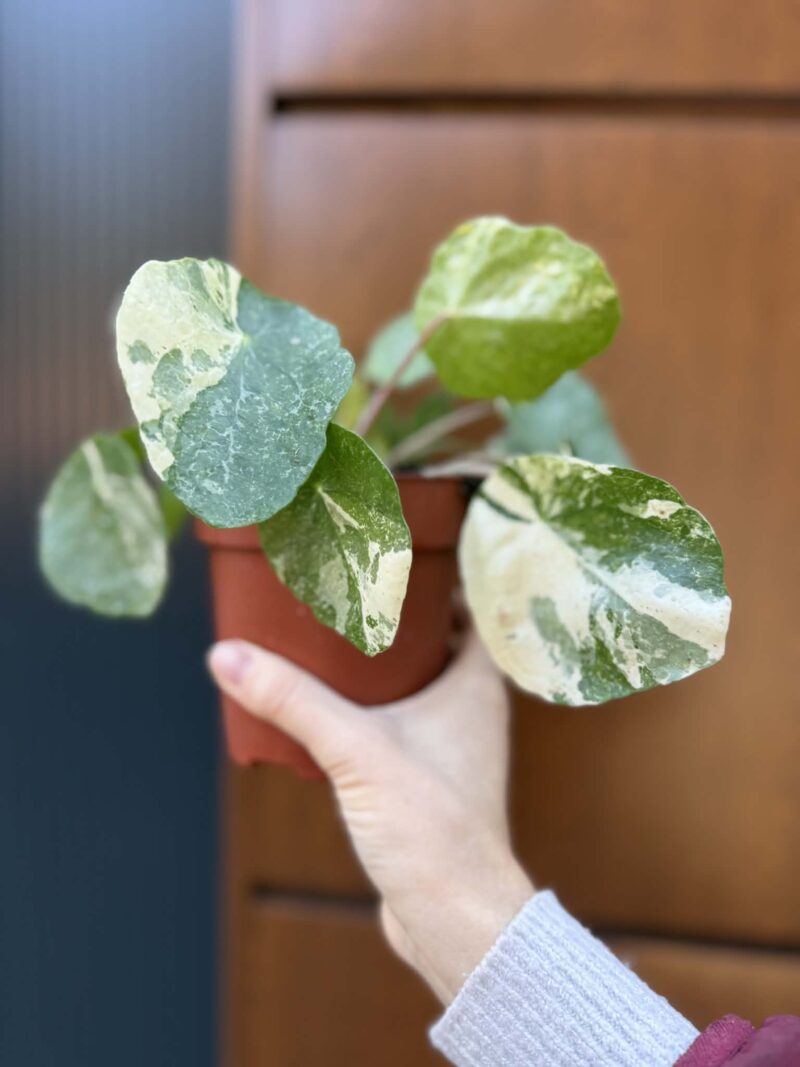 Pilea Peperomioides variegata ‘white sugar splash’ (pieniążek)