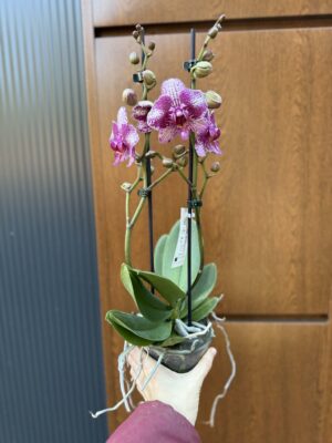 Phalaenopsis | Storczyk