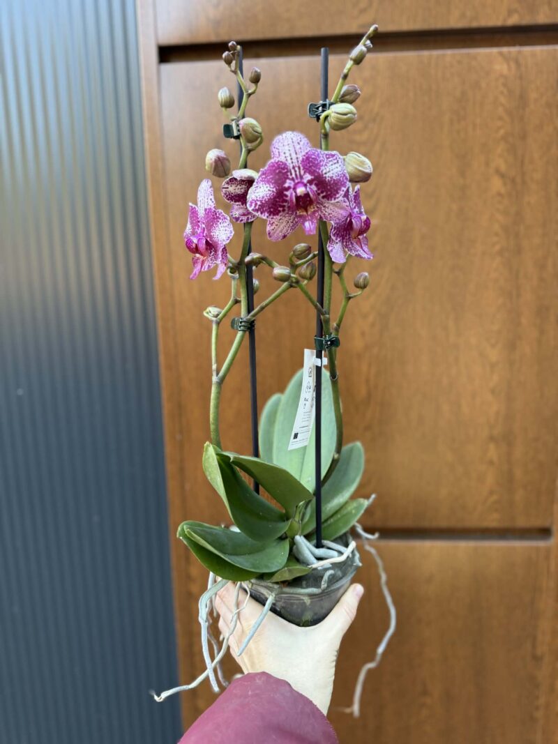 Phalaenopsis | Storczyk