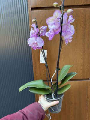Phalaenopsis SOGO On the Mauve – Big Lip | Storczyk