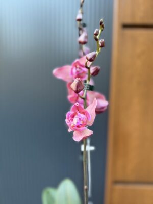 Phalaenopsis Limited 08