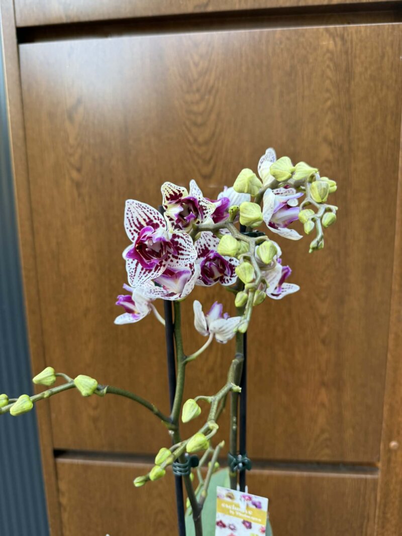 Phalaenopsis Younghome Summer Peloric | Storczyk