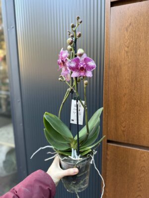 Phalaenopsis | Storczyk