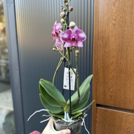 Phalaenopsis | Storczyk