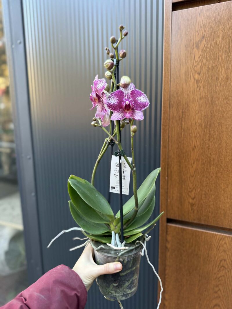 Phalaenopsis | Storczyk
