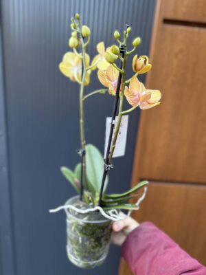 Phalaenopsis Limited 06