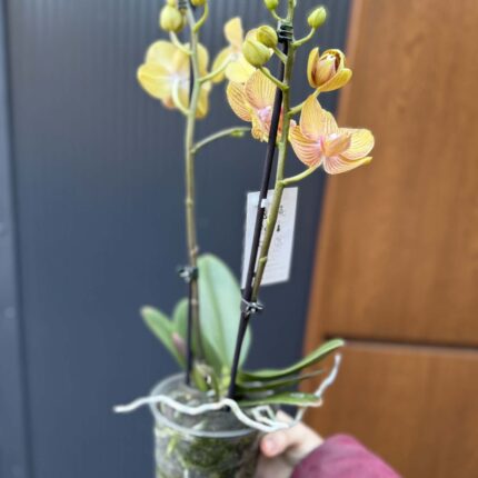 Phalaenopsis Limited 06