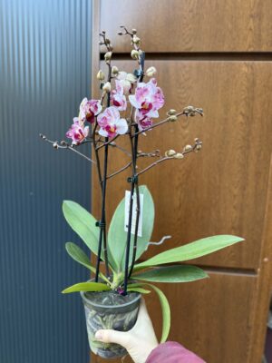 Phalaenopsis Crazy Daisy ‘Peloric’ | storczyk