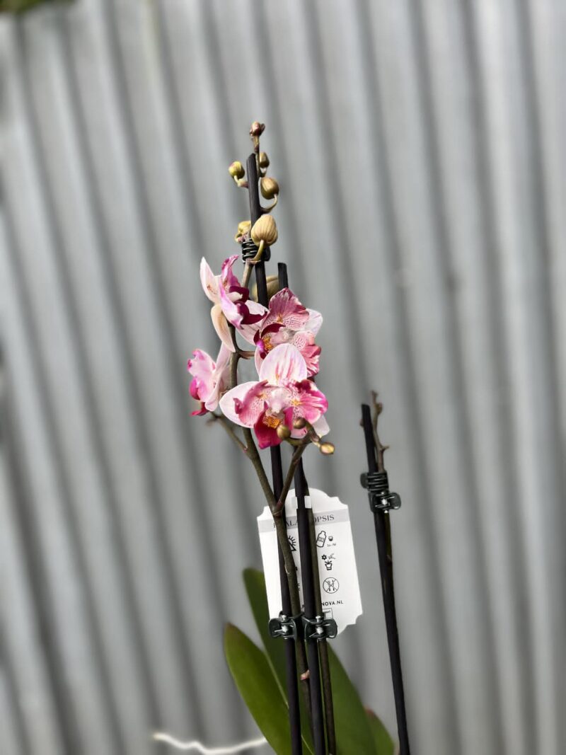 Phalaenopsis Crazy Daisy ‘Peloric’ | storczyk